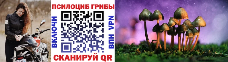 блэк спрут онион  как найти наркотики  Грайворон  Псилоцибиновые грибы Psilocybe 